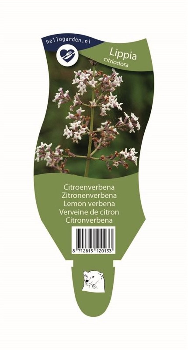 Aloysia triphylla - P11